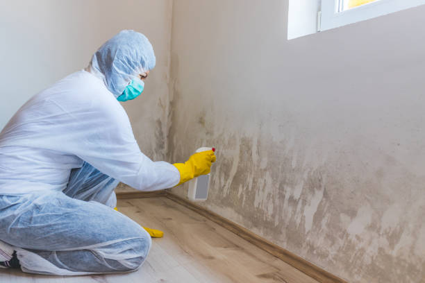 Licensed Basement Mold Remediation service in Smithfield, VA - Car Mold Remediation