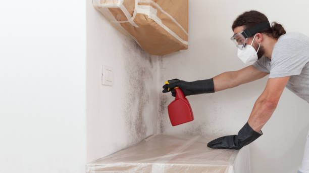 Professional Basement Mold Remediation technician working in Smithfield, VA