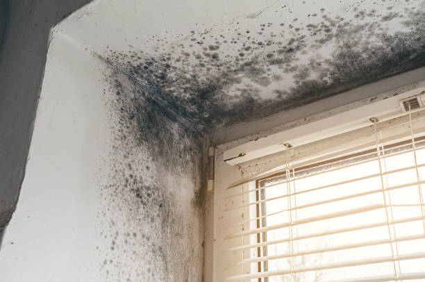 Affordable Basement Mold Remediation solutions in Smithfield, VA